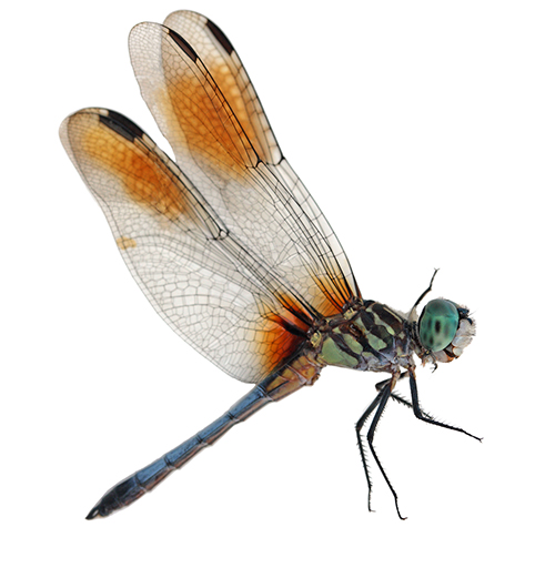 libellula suonimobili